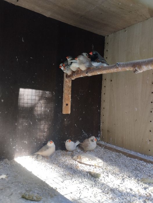 Papugi faliste i zeberki rudopiersne