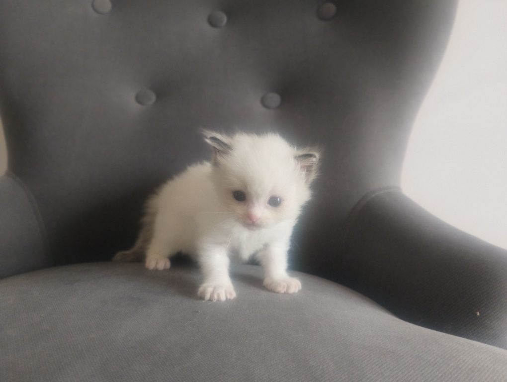 Kotka  rasy RAGDOLL z rodowodem FPL FIFE
