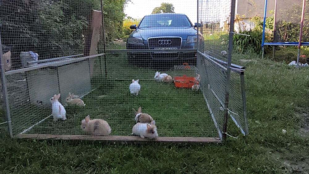 Królik miniaturka , teddy