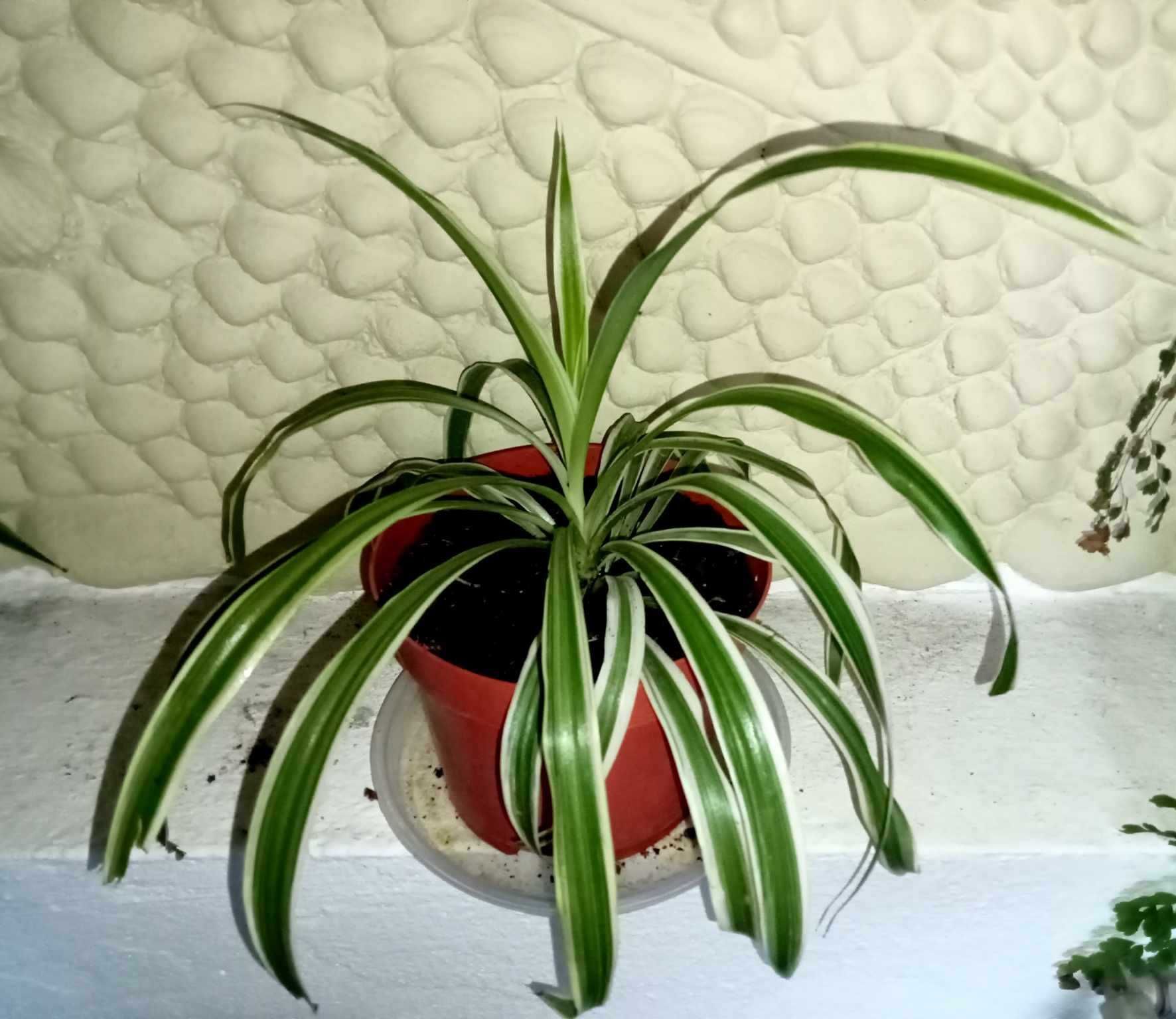 Clorofito - Clorophytum comosum