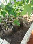 plantas tropicais papaias