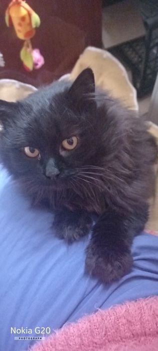 В добрі руки, лікаря і вірного друга