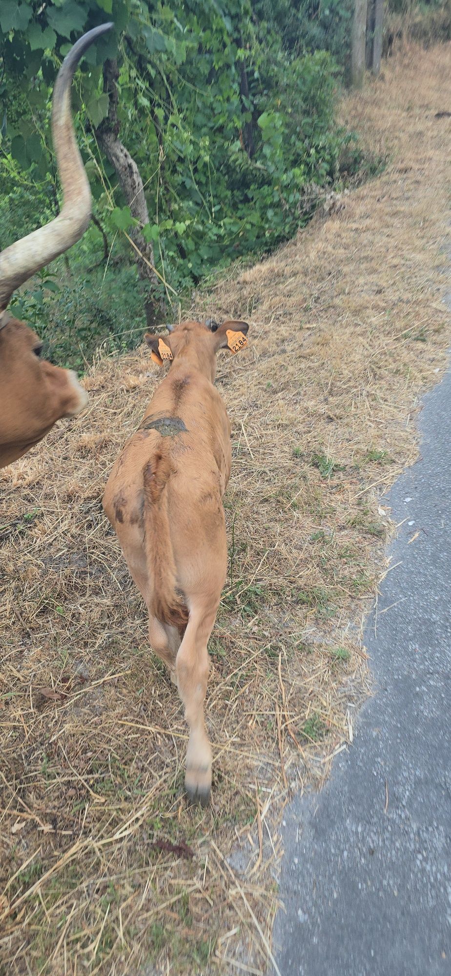 Vaca e vitela femea