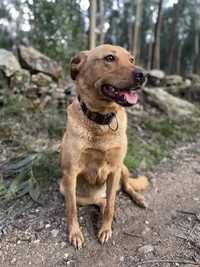 X Labrador muito meiga castrada vila real