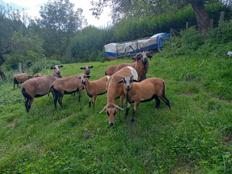 Sprzedam owce kameruńskie
