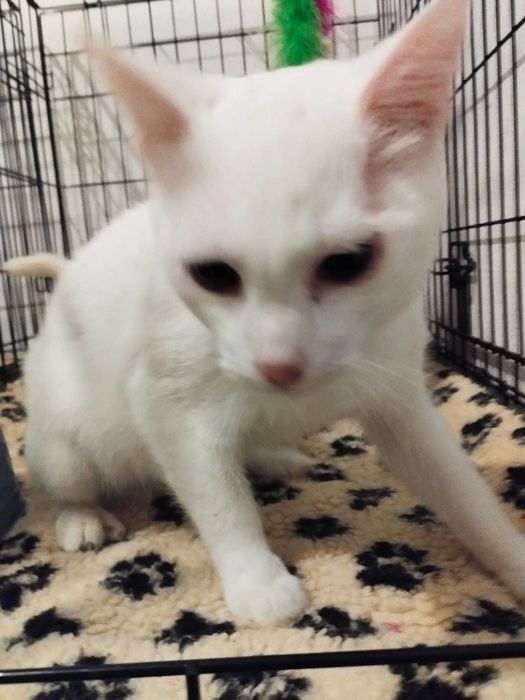 Gatinhos brancos para adoção