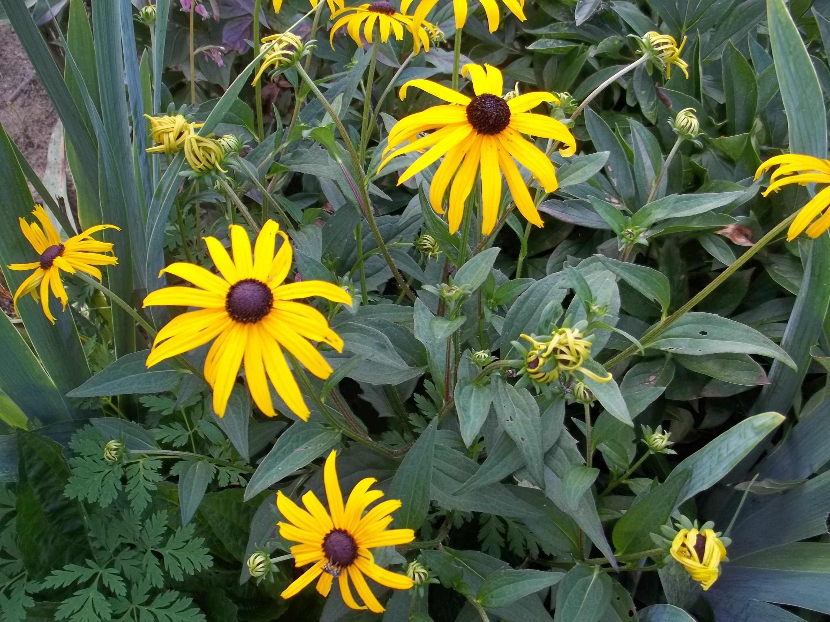 Rudbekia złocista roślina wieloletnia.Kwiaty ogrodowe.