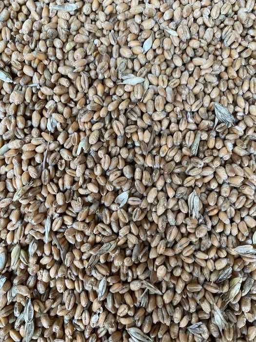 Pszenica - worek 25 kg - Hurtownia Pasz dla drobiu i gołębi DOWÓZ