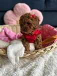 Wyjątkowa Suczka Cavapoo!
