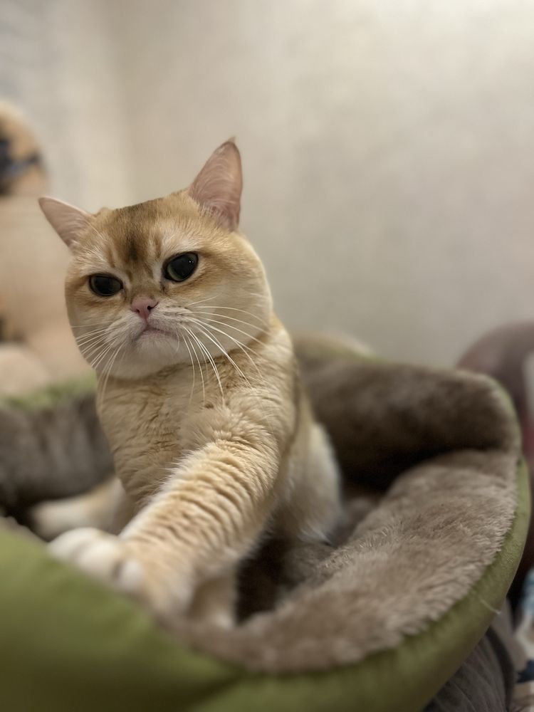 Вязка британского кота окраса золотая шиншилла