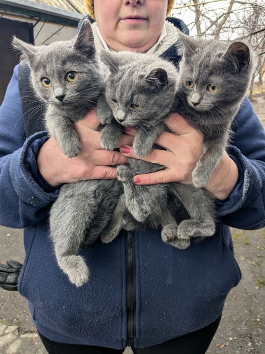 Кошенята метиси Меліса, Марта та М'ята шукають родини