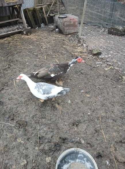 piękna parka kaczka piżmowa i czekoladowy kaczor sprzedam