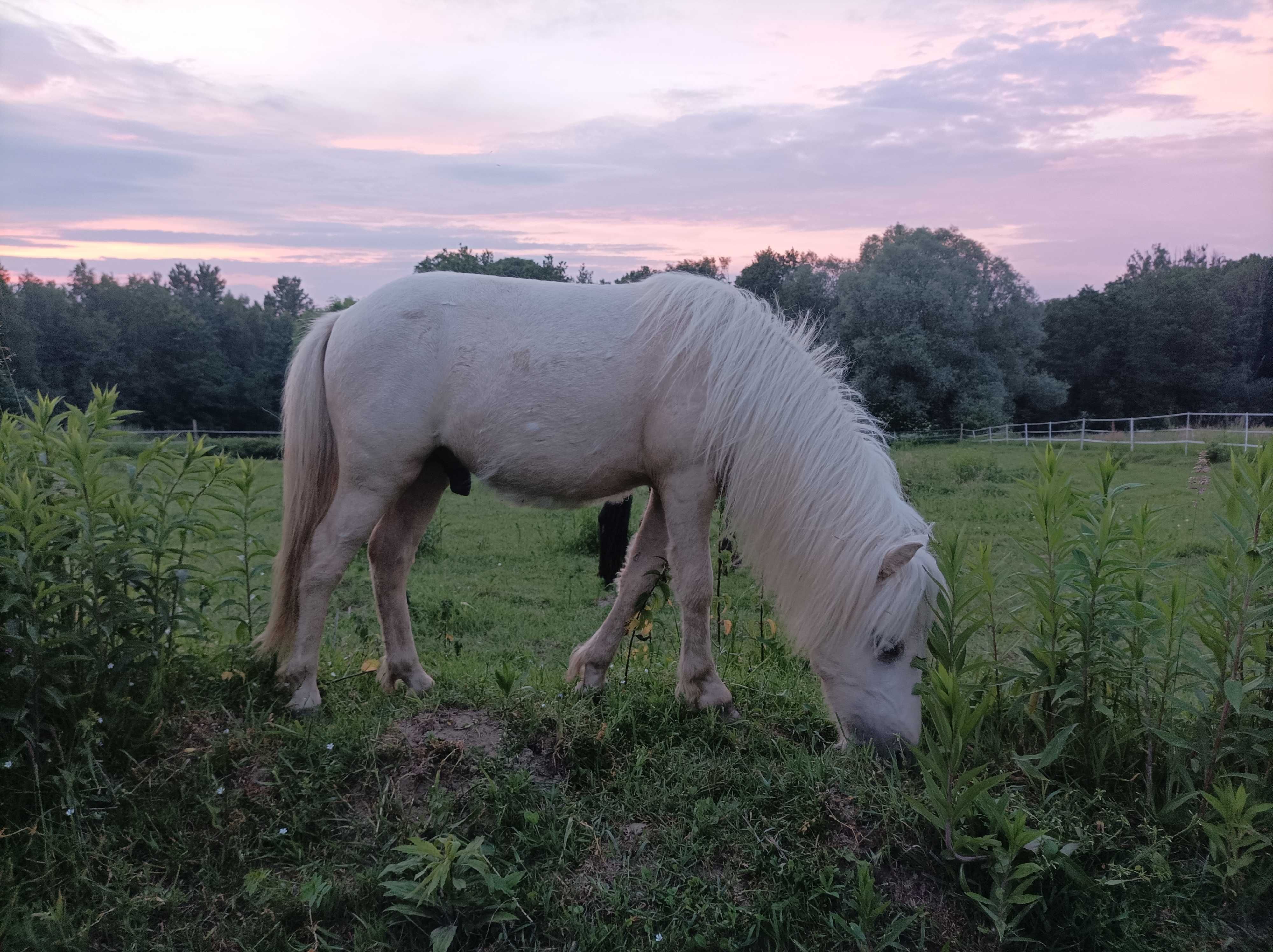 Hipoalergiczny konik miniaturowy, 1/2 curly horse, amerykański