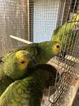 Amazonas Aestiva Xanthopterys