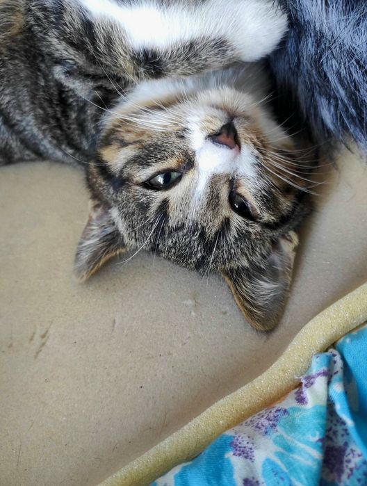 Кіт, котик в добрі руки. Кот, котёнок мальчик.