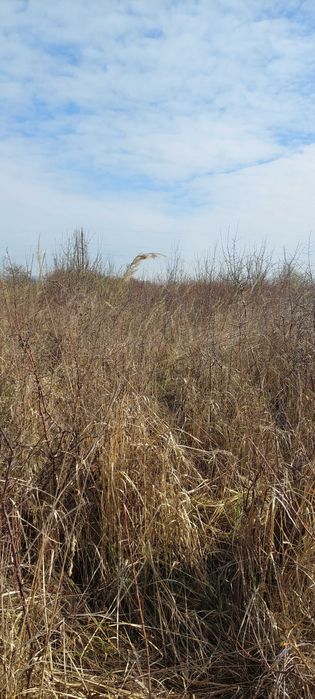 Земельна ділянка. Циганівці