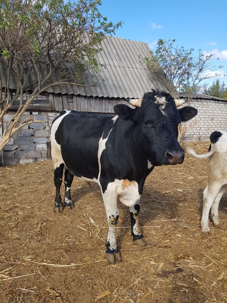 скуповую телиць, корів, бичків