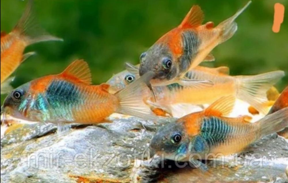 Сомік коридорас Нанус, Пігмей, Венесуела оранж і блек, крапчастий ...