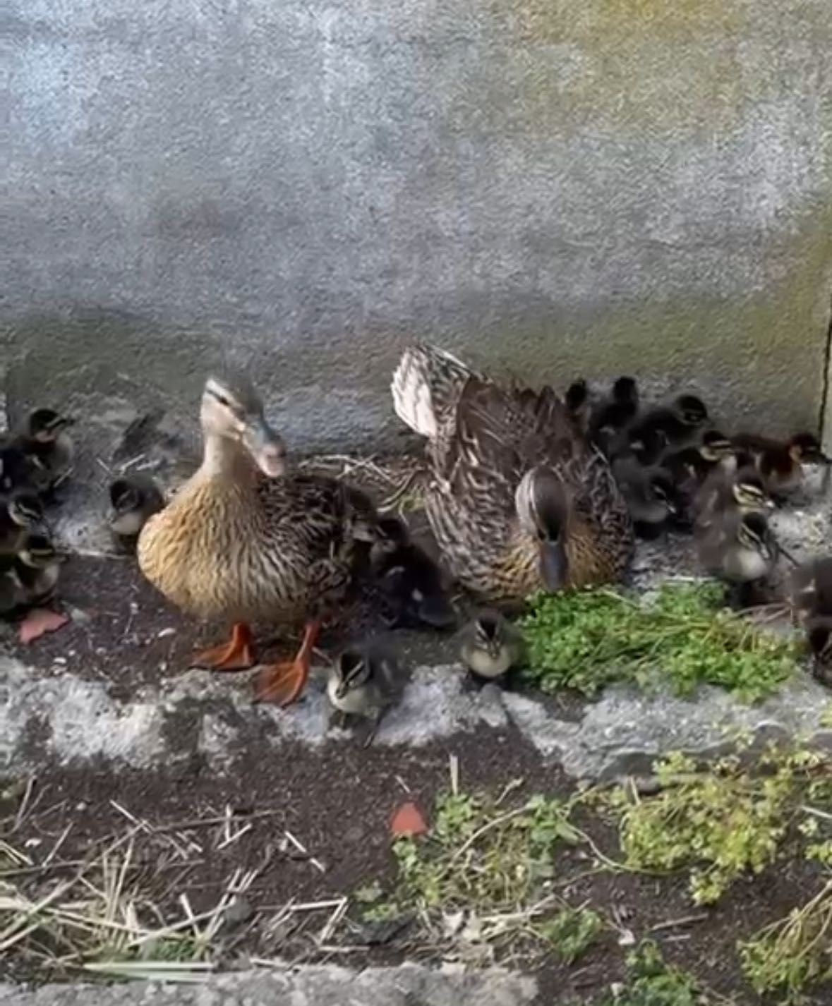 Pato - Real , ideal para repovoamento de lagos