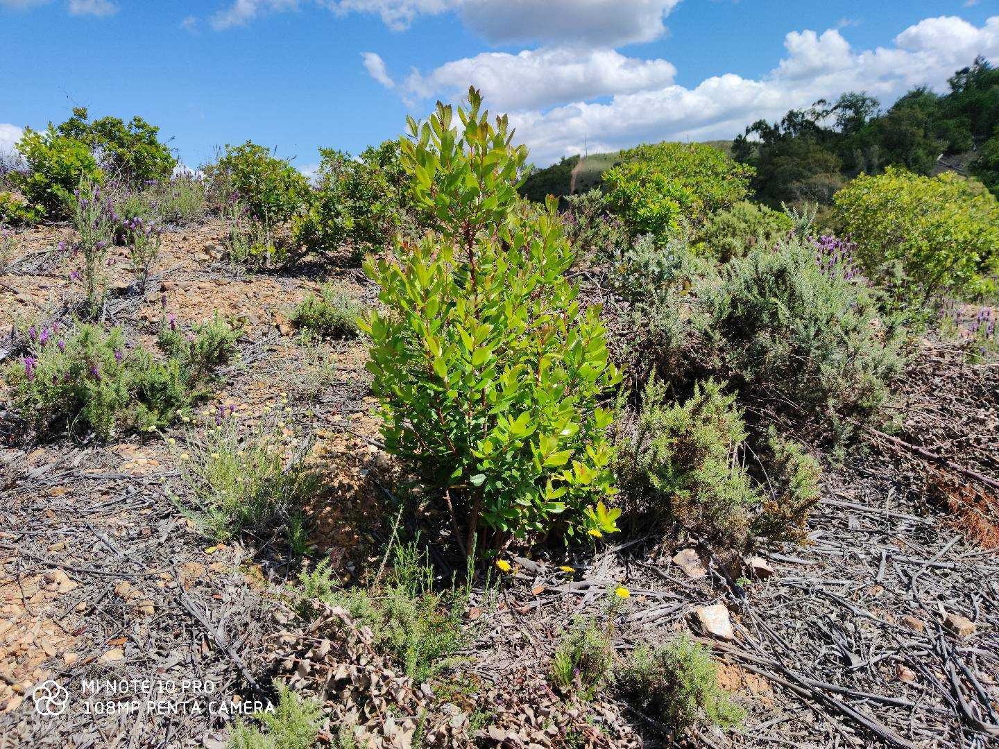 Terreno Nave Redonda Saboia