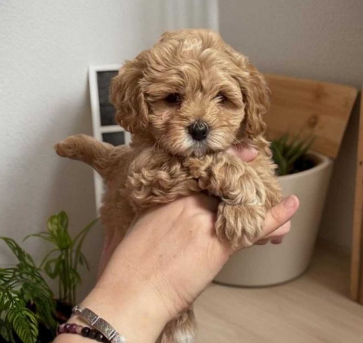 Мальчик мальтипу насыщенно - карамельный.