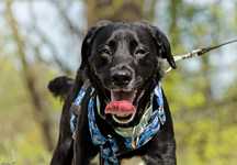 Super aktywny pies do adopcji! Młody pies w typie labradora szuka domu