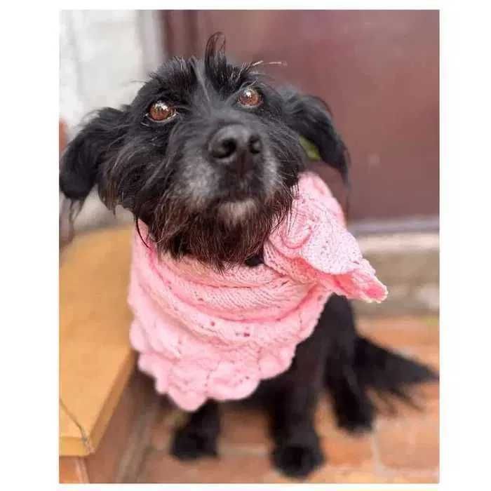 Небольшая собака ищет семью и дом