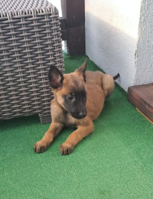Owczarek Belgijski Malinois piesek 12 tygodni gotowy do odbioru