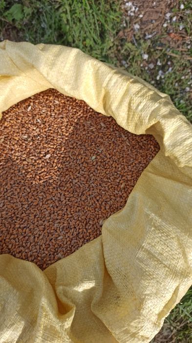 Pszenica ozima Bataja, zboże, mąke,