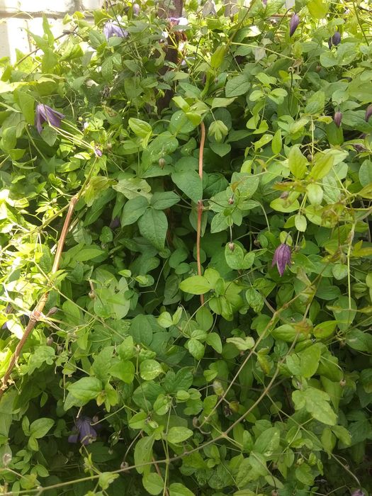 Рослини садові-камсис,лилии,коврик,хоста,климатис