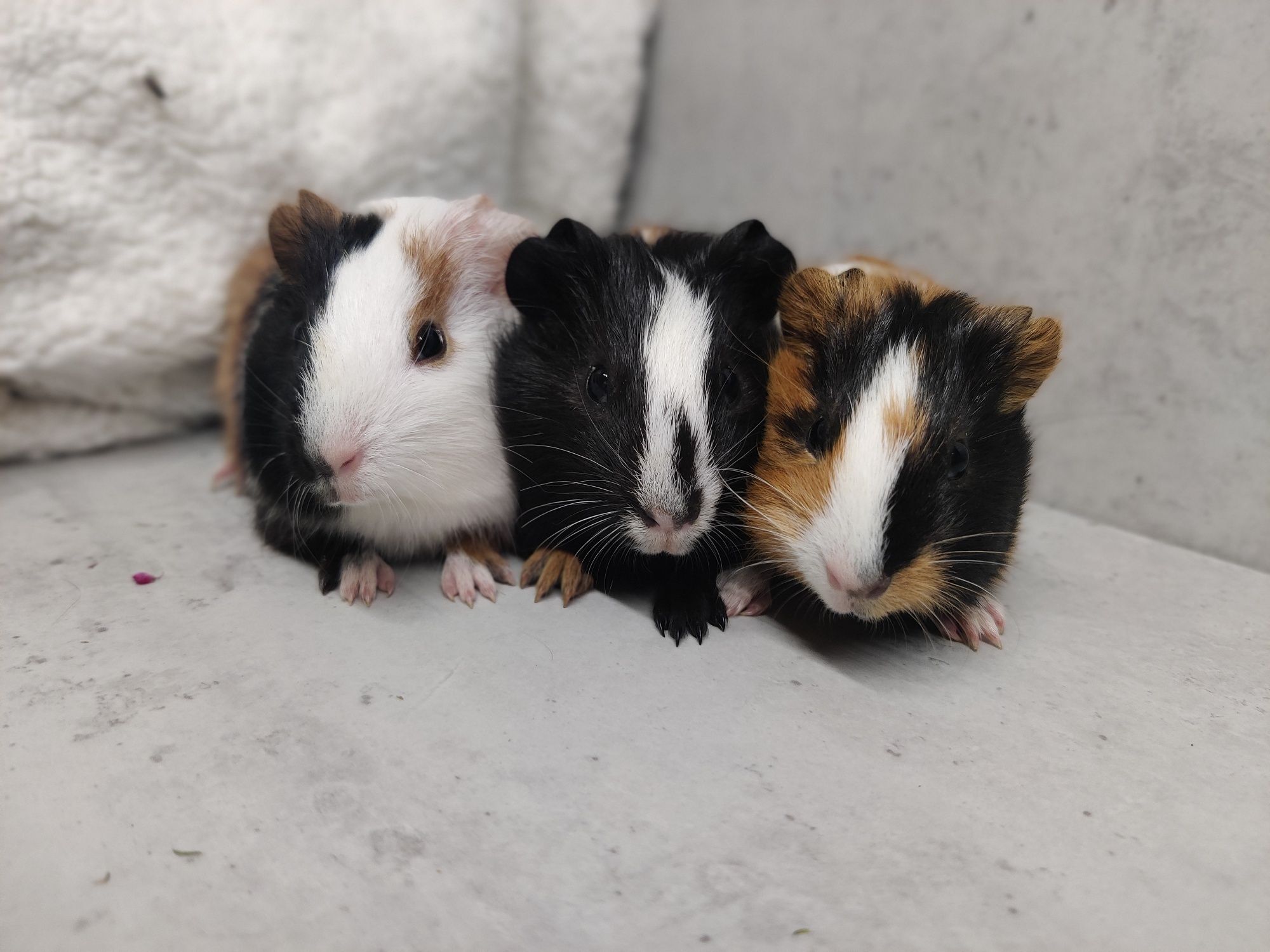 Świnki morskie młode sklep zoologiczny Julianowska 7 b Łódź