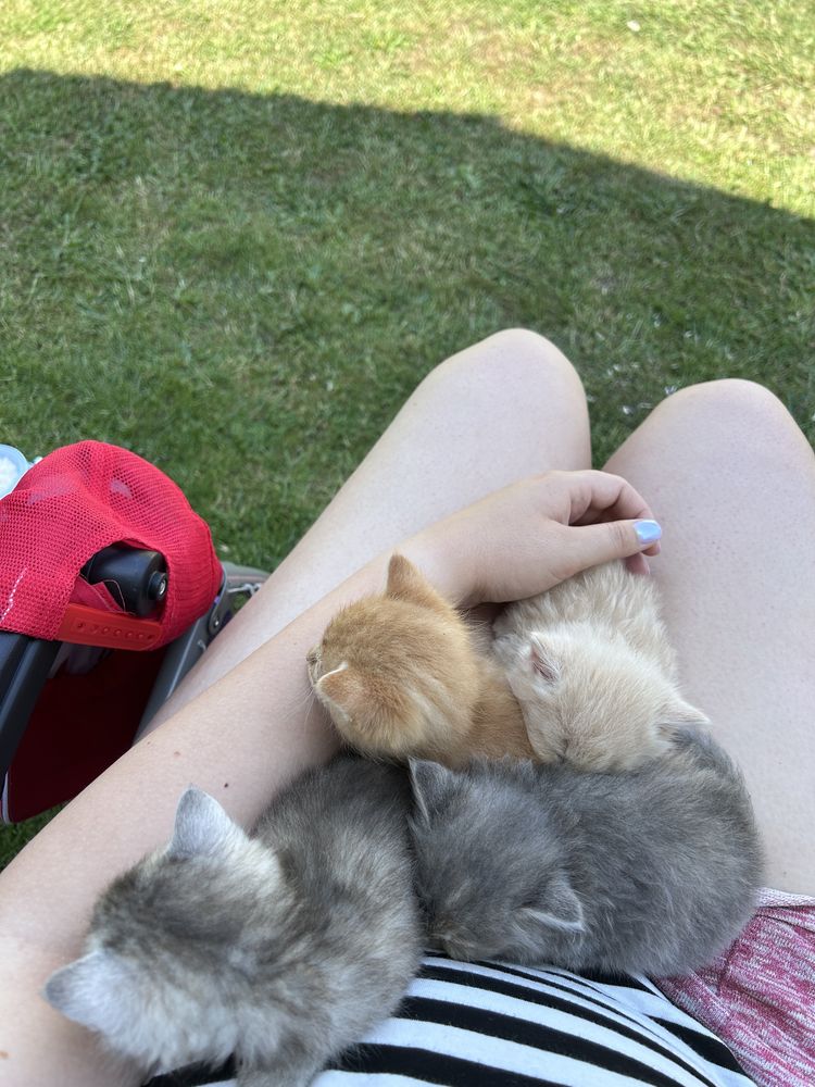 КОТИКИ, Чернівці та область