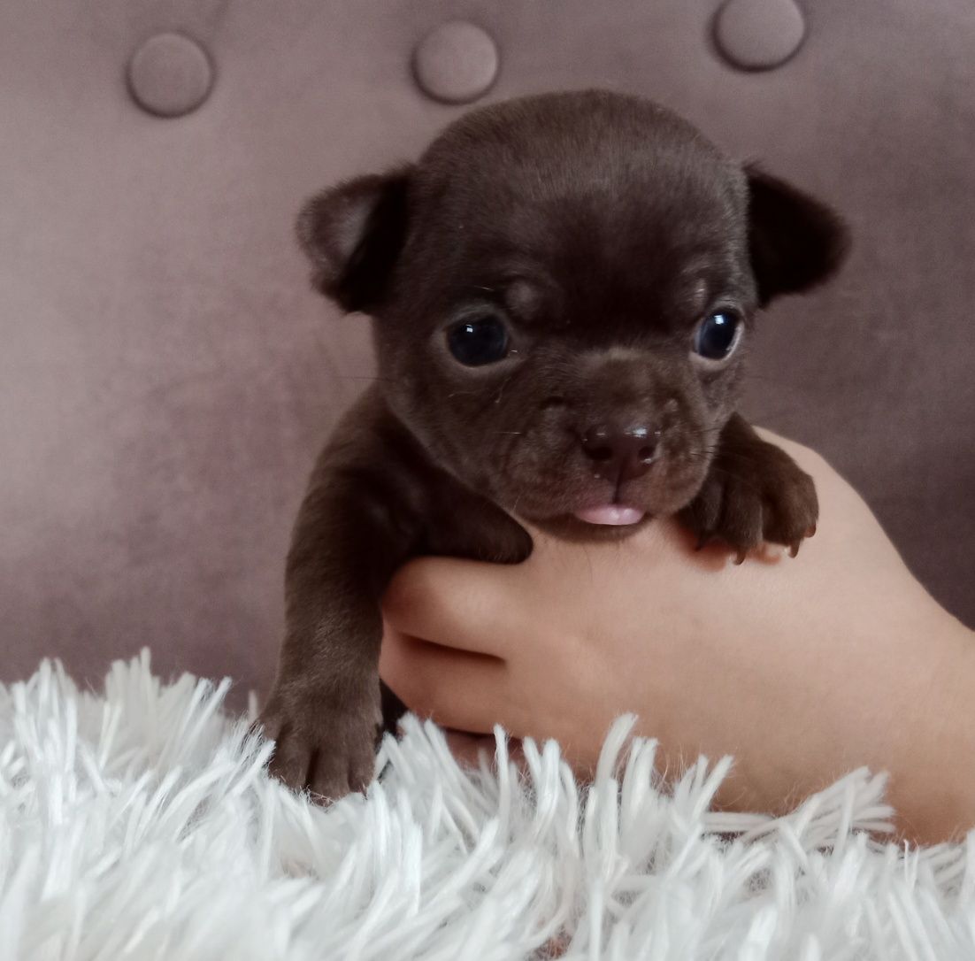 Czekoladowa dziewczynka chihuahua
