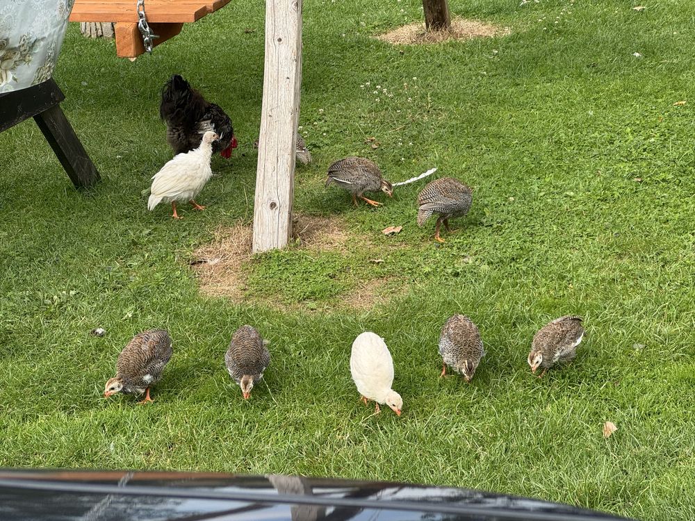Perliczki Polecam