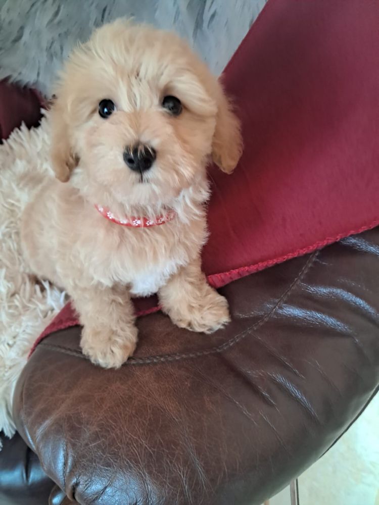 Maltipoo piesek mama maltańczyk tata pudel toy red
