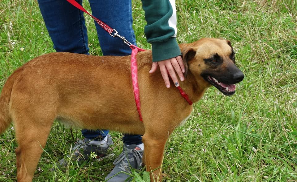 Cadela Porte Médio (18kg) Para Adoção (Jade)