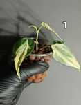 Rezerwacja Philodendron Rio