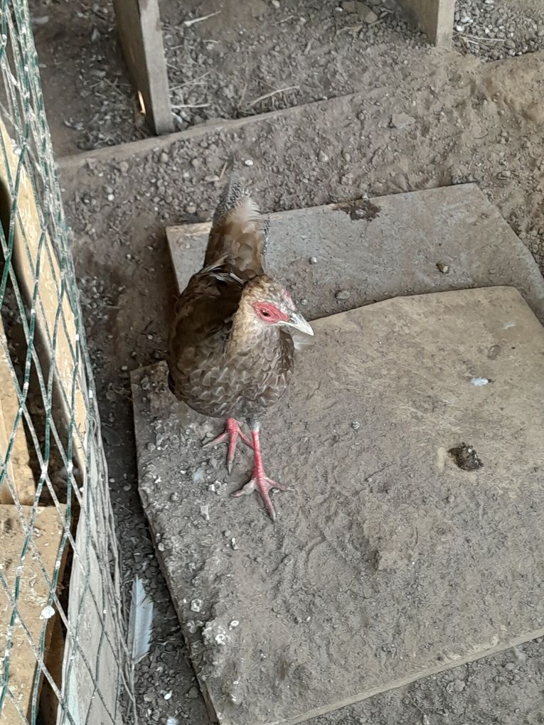 Patos mandarins ,faisões