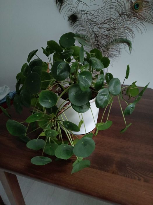 Roślina zielona. Duża Pilea