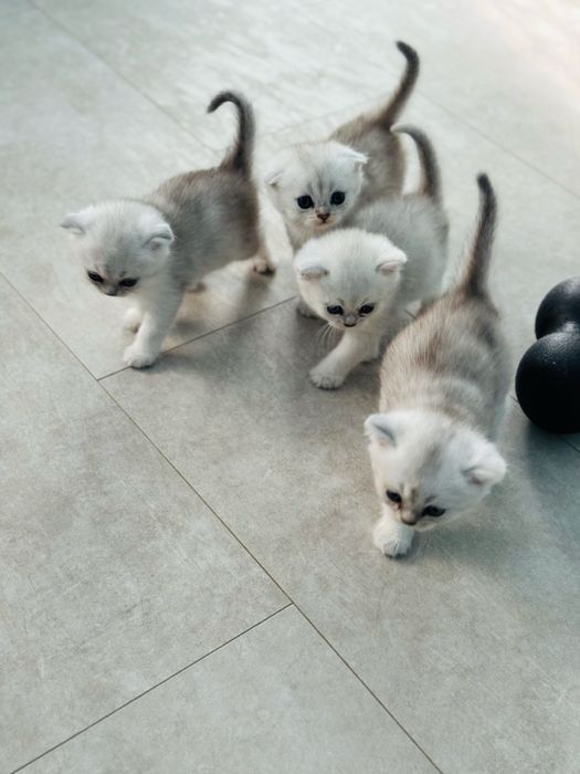 Шиншили. Веслоухі і прямовухі. Скотіш Страйт і Фолд