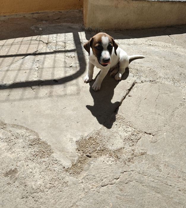 Jack russell terrier macho Espetacular