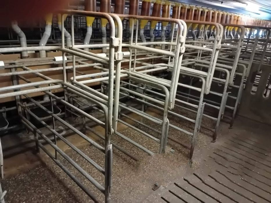 Stanowiska dla świń 114szt z linią paszowo wodną klatki