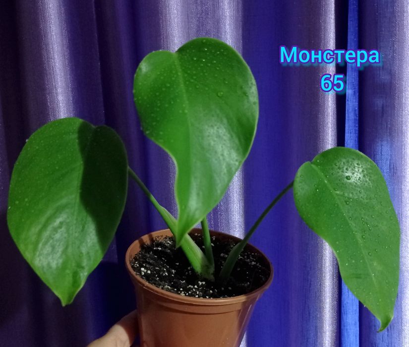 Фікус Диверсифолія вар., епіпремнум, сингоніуми, монстера