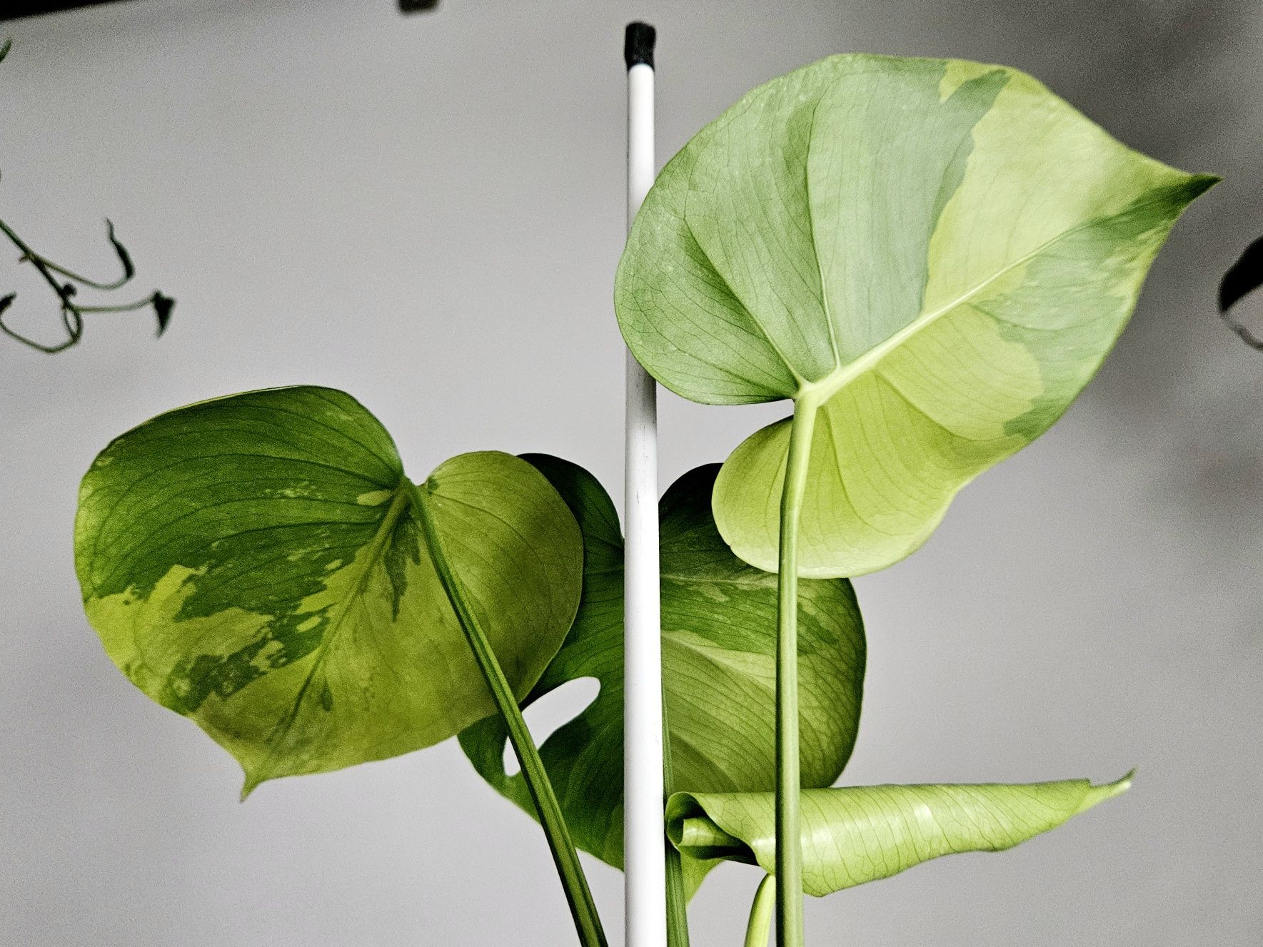 Monstera deliciosa Lime Mint duża forma pędówka