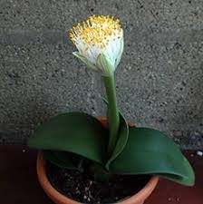 Комнатные растения. Гемантус (заячьи ушка)