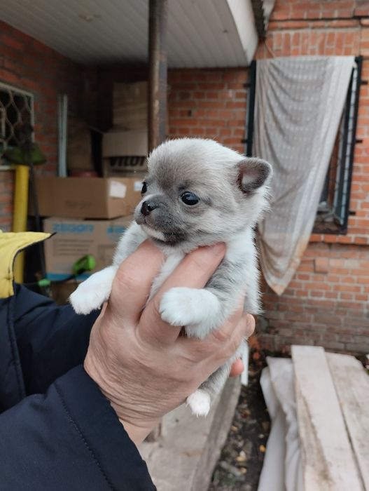 Вязка ждём свою возлюбленную чихуахуа