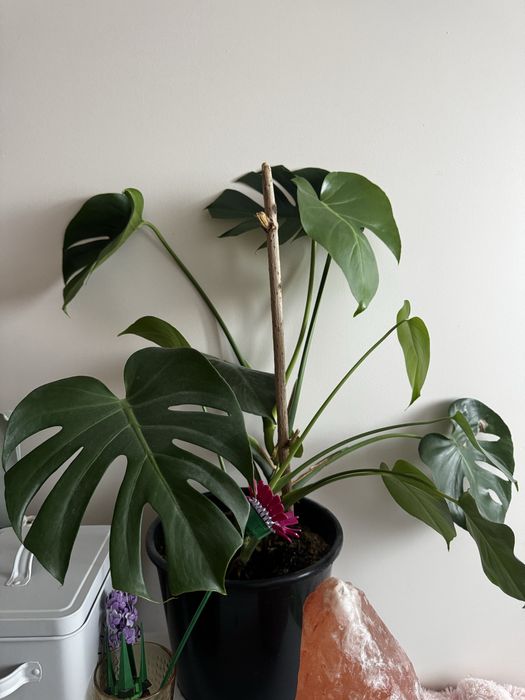 Monstera z domiczka