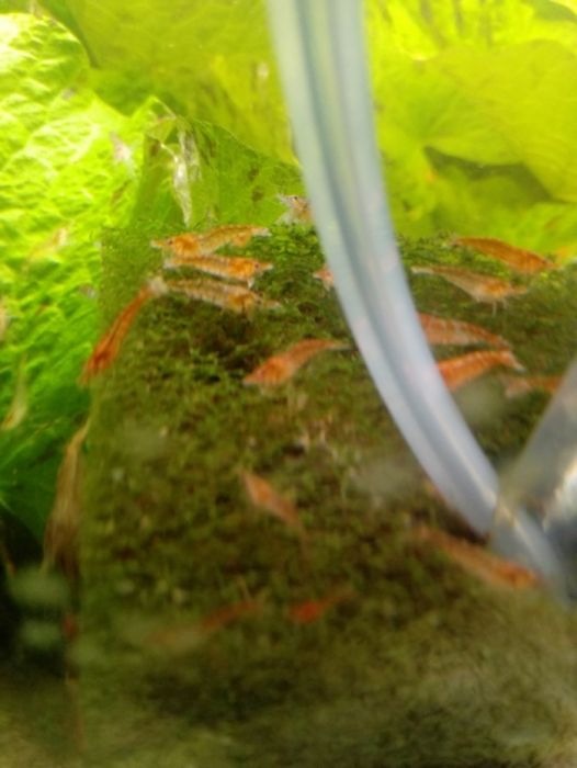 Krewetki neokardina mix