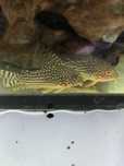Corydoras sterbae
