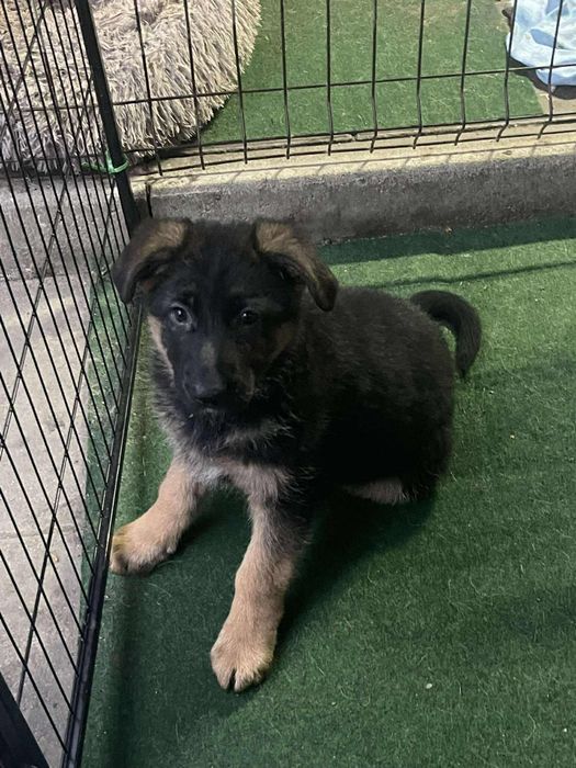 Szczeniak Owczarka Niemieckiego